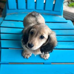 Dachshund Puppies from Billboard Doxies