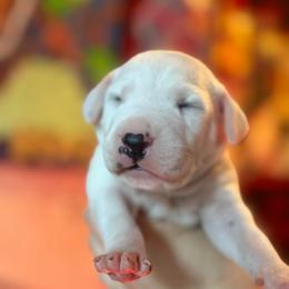 1st pick female - White and black female Dalmatian puppy in Lake Mathews, California from Bully Market