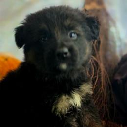 Male 2 - Black and tan male German Shepherd puppy in Leon, West Virginia from Heart2Heart Kennels