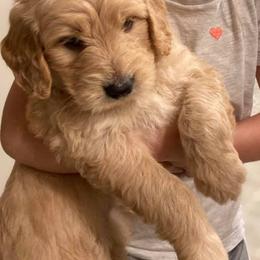 Assorted Doodle Crosses Puppies from Dup’s Doodles