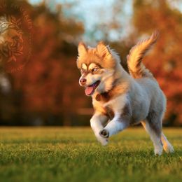 Pomsky Puppies from Southpaw Pomskies