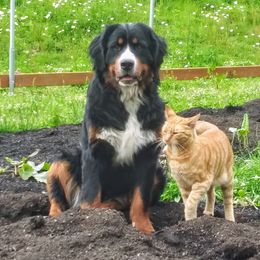 Bernese Mountain Dog All Grown Up from Black Forest Bernese