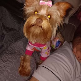 Persephone - Yorkshire Terrier