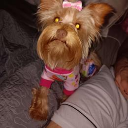 Persephone - Yorkshire Terrier