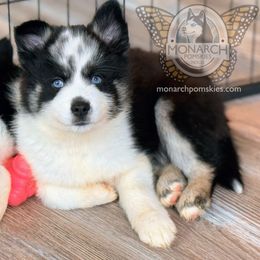 Monarch Pepper - Pomsky puppy from Monarch Pomskies | Northern Colorado