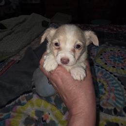 Marshall lilac - Silver male Chihuahua puppy in Seneca, Missouri from Stephanie’s Puppy Colony