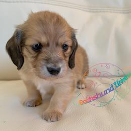 Nebula - Cream female Dachshund puppy in Peyton, Colorado from Dachshund Universe