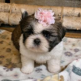 Cherry - Red and white female Shih Tzu puppy in North Carolina from WillowCreek Mountain View Shih Tzu