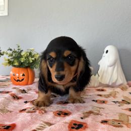 Snap - Black and tan male Dachshund puppy in Temecula, California from Naomi Magee's Dachshund Kennel