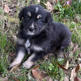 Harper - Black tri-color female Australian Shepherd puppy in Mount Vernon, Texas from RJ's Aussie Posse