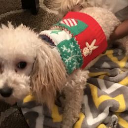 Shichons and Shorkies from Izzybee’s Small Paws