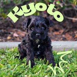 Kyoto - Black male Miniature Schnauzer puppy in Vista, California from Olympus Schnauzers