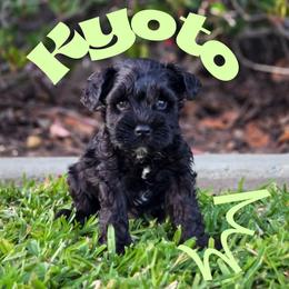 Kyoto - Black male Miniature Schnauzer puppy in Vista, California from Olympus Schnauzers