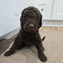 Chex - male Newfypoo puppy in Mckenzie, Tennessee from Small Town Doodles & Poodles