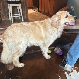 Lottie - Light golden female Golden Retriever puppy in Rainier, Washington from Hanson’s NW Goldens & Doodles