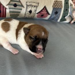 Smooth Coat Male 3 - White and tan male Russell Terrier puppy in Ocala, Florida from Rivermont Farm