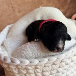 Jules - Black female Poodle puppy in Detroit Lakes, Minnesota from Pickerel Pups