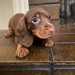 Dachshund Puppies from Lakeview Dachshunds