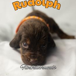 Rudolph - Liver and tan male Bloodhound puppy in Wamego, Kansas from Flint Hills Hounds
