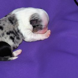 Miniature Australian Shepherd Puppies from Mini Aussie Tails