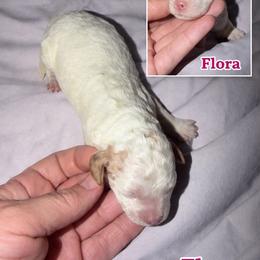 Flora - Red and white female Cockapoo puppy in Connersville, Indiana from MoonShine Babies
