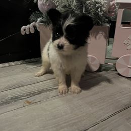 Jo - White and black male Papillon puppy in Diana, Texas from The Barking Cow Farms
