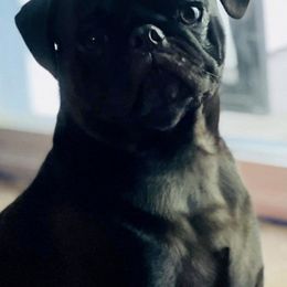 Pugs from Andrea's Pugs