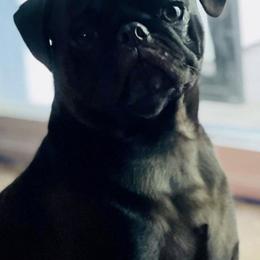 Pugs from Andrea's Pugs