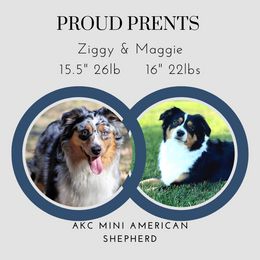 Miniature American Shepherd puppies from Sunset Hill Mini & Toy Aussies
