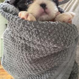 Puppy - Black and white female Japanese Chin puppy in Rapid City, South Dakota from Sakura Japanese Chin