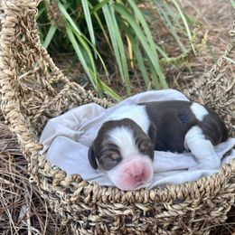 Boo - Liver white and roan male English Springer Spaniel puppy in Swainsboro, Georgia from Sweet Georgia Springers