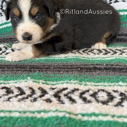 Australian Shepherd Puppies from Ritland Aussies