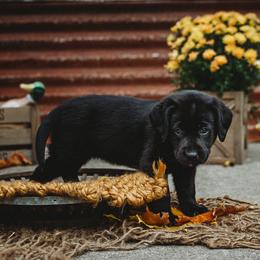 Labrador Retriever Puppies from Prince Labradors