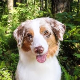 Kiss - Australian Shepherd