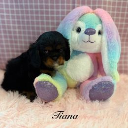 Tiana - Black and tan female Cavalier King Charles Spaniel puppy in Broken Arrow, Oklahoma from Cavalier King Charles Heartland