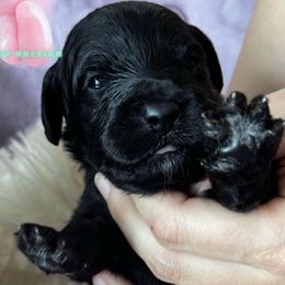 Persephone - F1b Black Tuxedo Cavapoo - Black and white female Cavapoo puppy in Tucson, Arizona from Cavapoo Puppy Parade