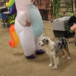 Australian Shepherds from Rustic River Ranch Aussies