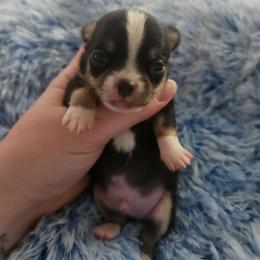 Alvin - Black and tan male Chihuahua puppy in Ashtabula, Ohio from Paw's & Awe's Chihuahuas