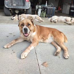 Central Asian Shepherd Dog Puppies from Guardian Dog