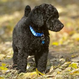 Mr. Blue Collar - Blue male Poodle puppy in Screven, Georgia from Dreamland Standard Poodles