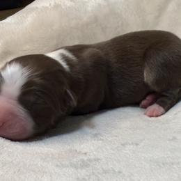 Pup 8 - Red tri-color male Australian Shepherd puppy in Tehachapi, California from Country Oaks Farm