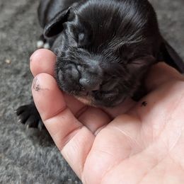 Working or hunting home only - Black female English Cocker Spaniel puppy in Phillips, Nebraska from Fenloch Gundogs