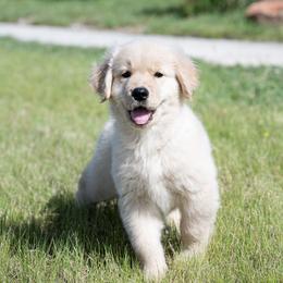Golden Retrievers from Galvan Goldens