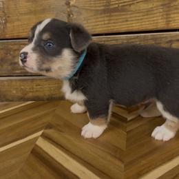 Boy 2 - Black and tan male Pembroke Welsh Corgi puppy in Guilford, Indiana from Manning Family Farm