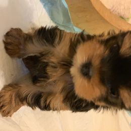 Yorkshire Terrier Puppies from Yorkielicious Yorkies