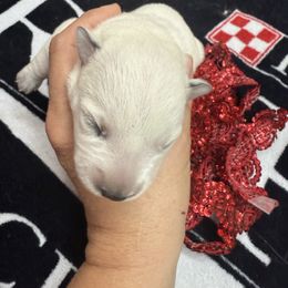 Scarlet - Red speckled female Australian Cattle Dog puppy in Billings, Montana from Sugarloaf French bulldogs
