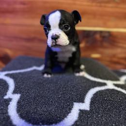 Boston Terrier Puppies from Goshorn Family Bostons and Frenchtons