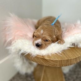 Cavapoo Puppies from Freckles Family Cavapoos