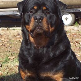 Rottweilers from Lakeview Kennel