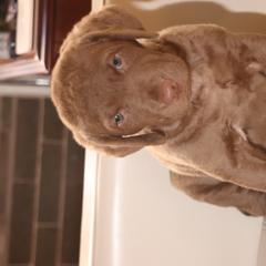 Chesapeake Bay Retriever Puppies from Colorado River Retrievers
